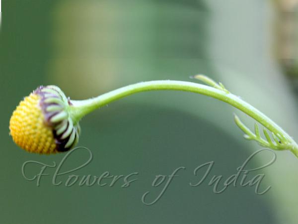 Golden Chamomile